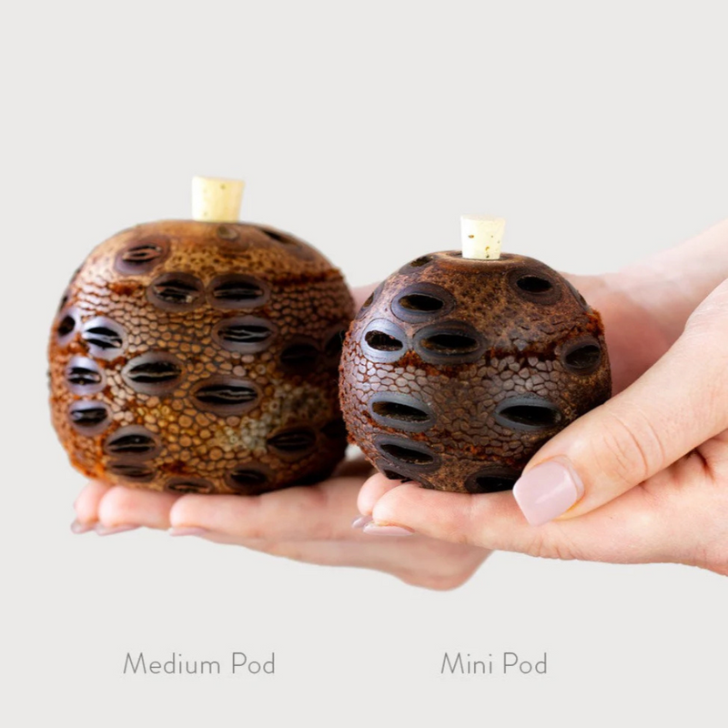 BANKSIA NUT MEDIUM AROMA POD